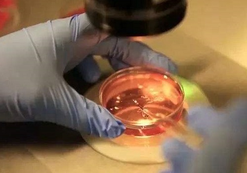 泰國試管嬰兒多少錢